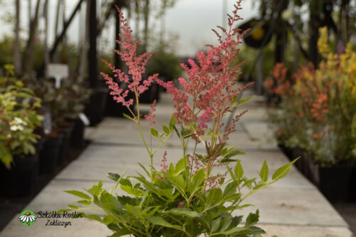 Tawuła Arendsa 'Astary Rose Shades'2