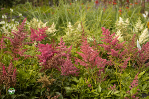 Tawuła Arendsa 'Astary Rose Shades'3