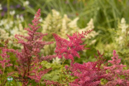 Tawuła Arendsa 'Astary Rose Shades'4