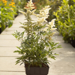 Tawuła Arendsa 'Astary White'