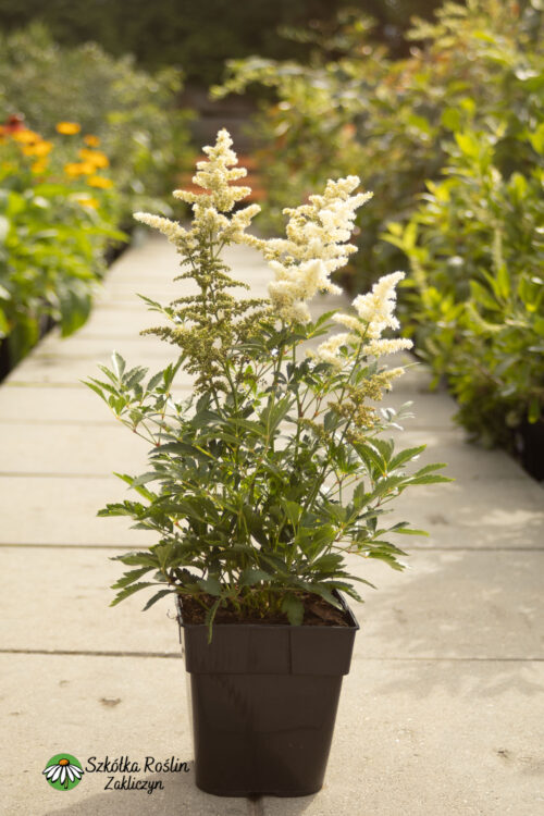 Tawuła Arendsa 'Astary White'