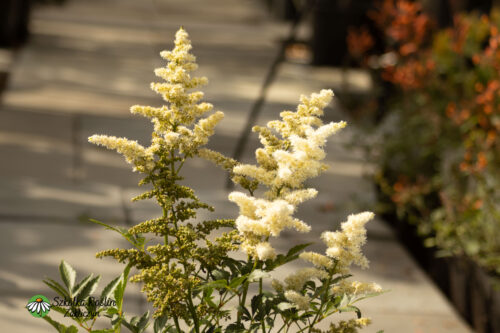 Tawuła Arendsa 'Astary White'2