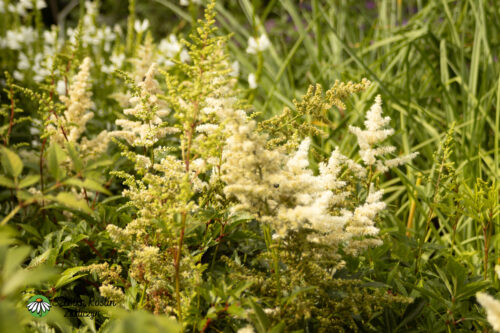 Tawuła Arendsa 'Astary White'2