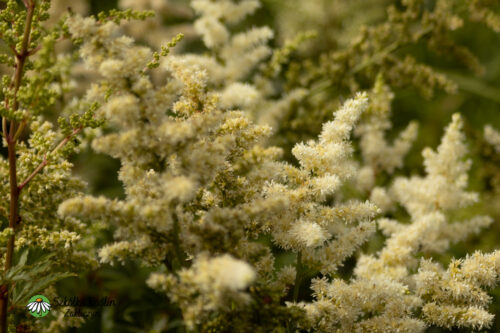 Tawuła Arendsa 'Astary White'2