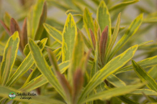 Wilczomlecz 'Ascot Rainbow'
