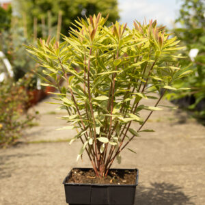 Wilczomlecz 'Ascot Rainbow'