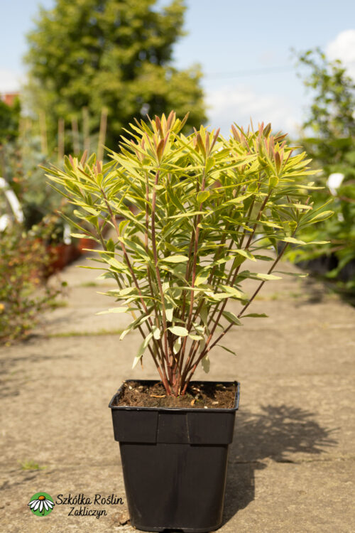 Wilczomlecz 'Ascot Rainbow'