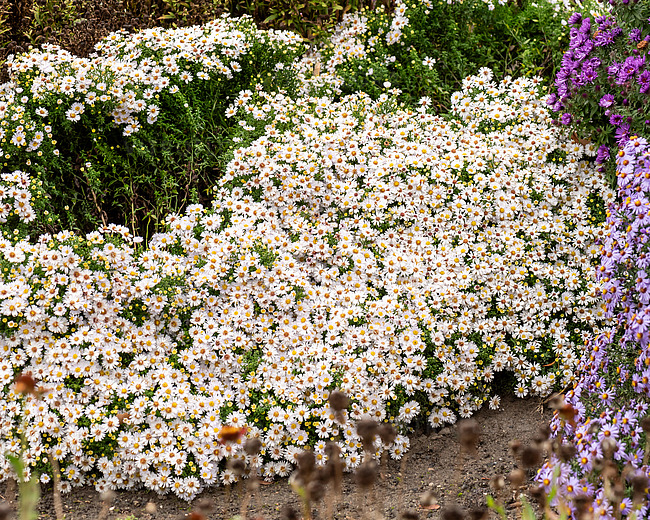 Aster krzaczasty 'Schneekissen' - obrazek 3