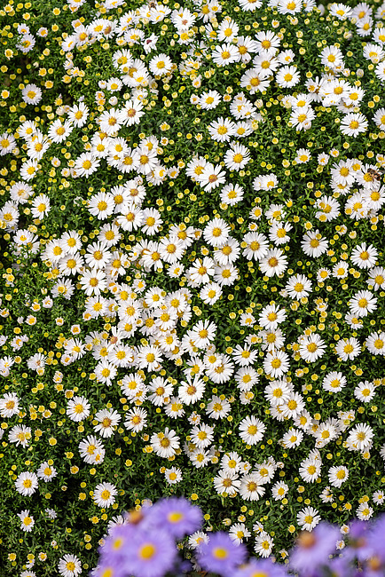 Aster krzaczasty 'Schneekissen' - obrazek 2