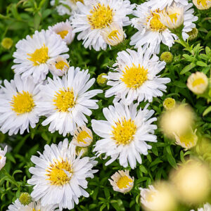 Aster krzaczasty 'Schneekissen'