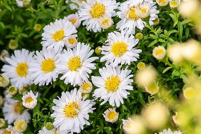Aster krzaczasty 'Schneekissen'