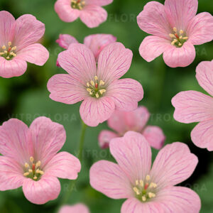 Bodziszek Endressa 'Wargrave Pink'