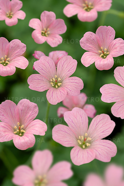 Bodziszek Endressa 'Wargrave Pink'