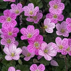 Iglica zmienna 'Bishop's Form'