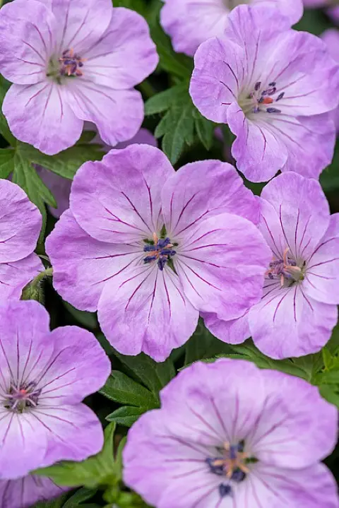 Bodziszek mieszańcowy 'Frivolius Lilac' - obrazek 2