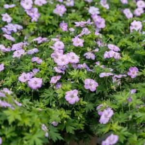 Bodziszek mieszańcowy 'Frivolius Lilac'