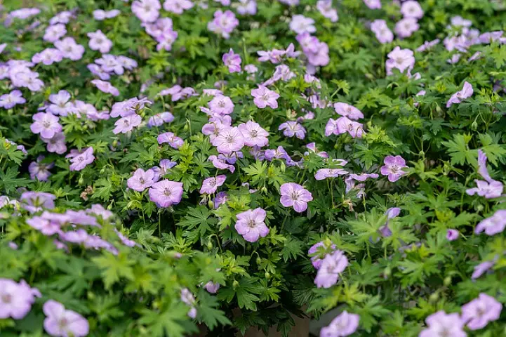 Bodziszek mieszańcowy 'Frivolius Lilac'