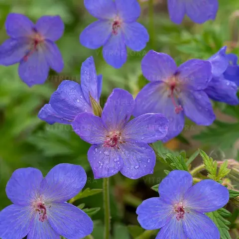 Bodziszek mieszańcowy 'Johnson's Blue' - obrazek 2