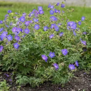 Bodziszek mieszańcowy 'Johnson's Blue'