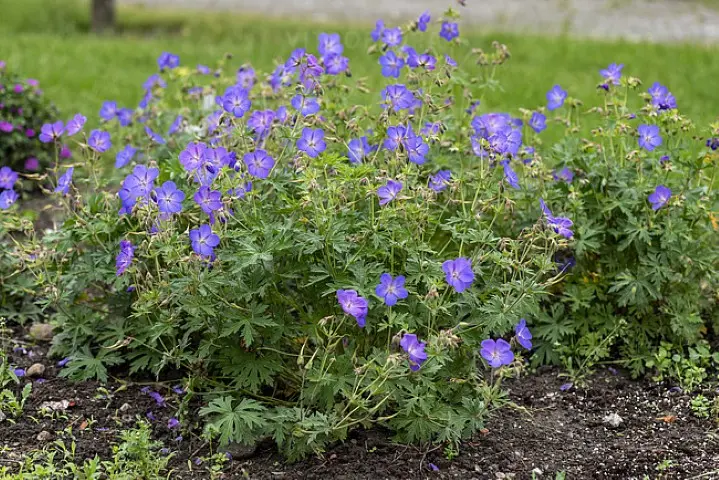 Bodziszek mieszańcowy 'Johnson's Blue'