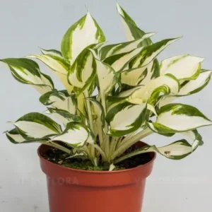 Funkia 'Fire & Ice'