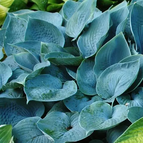 Funkia 'Fragrant Blue'