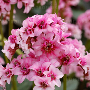 Bergenia 'Dragonfy Sakura'