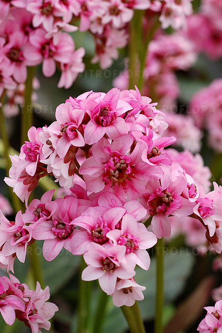 Bergenia 'Dragonfy Sakura'