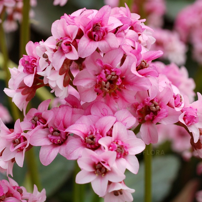 Bergenia 'Dragonfy Sakura' - obrazek 2