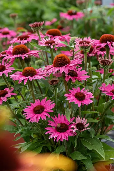 Jeżówka 'Dark Pink Pearl' - obrazek 2