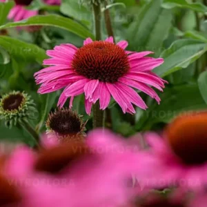 Jeżówka 'Dark Pink Pearl'