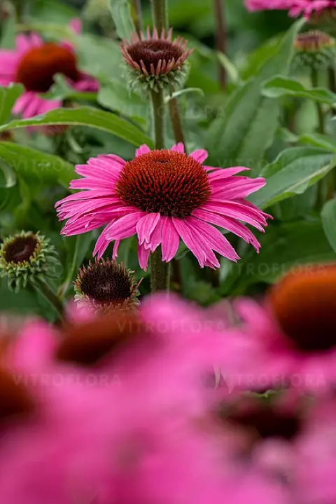 Jeżówka 'Dark Pink Pearl'