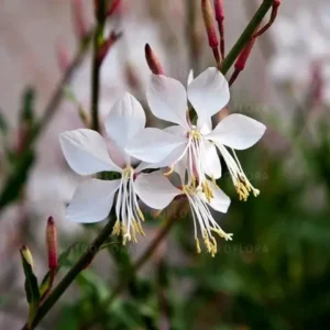 Gaura 'Whirling Buterfies'