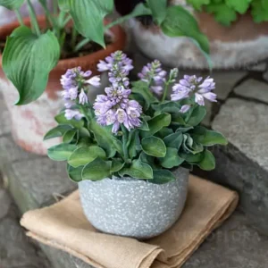 Funkia 'Blue Mouse Ears'