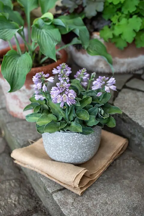 Funkia 'Blue Mouse Ears'