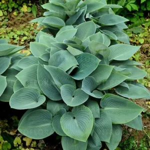 Funkia 'Halcyon'