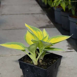 Funkia 'June'