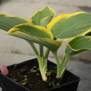 Funkia 'Liberty'