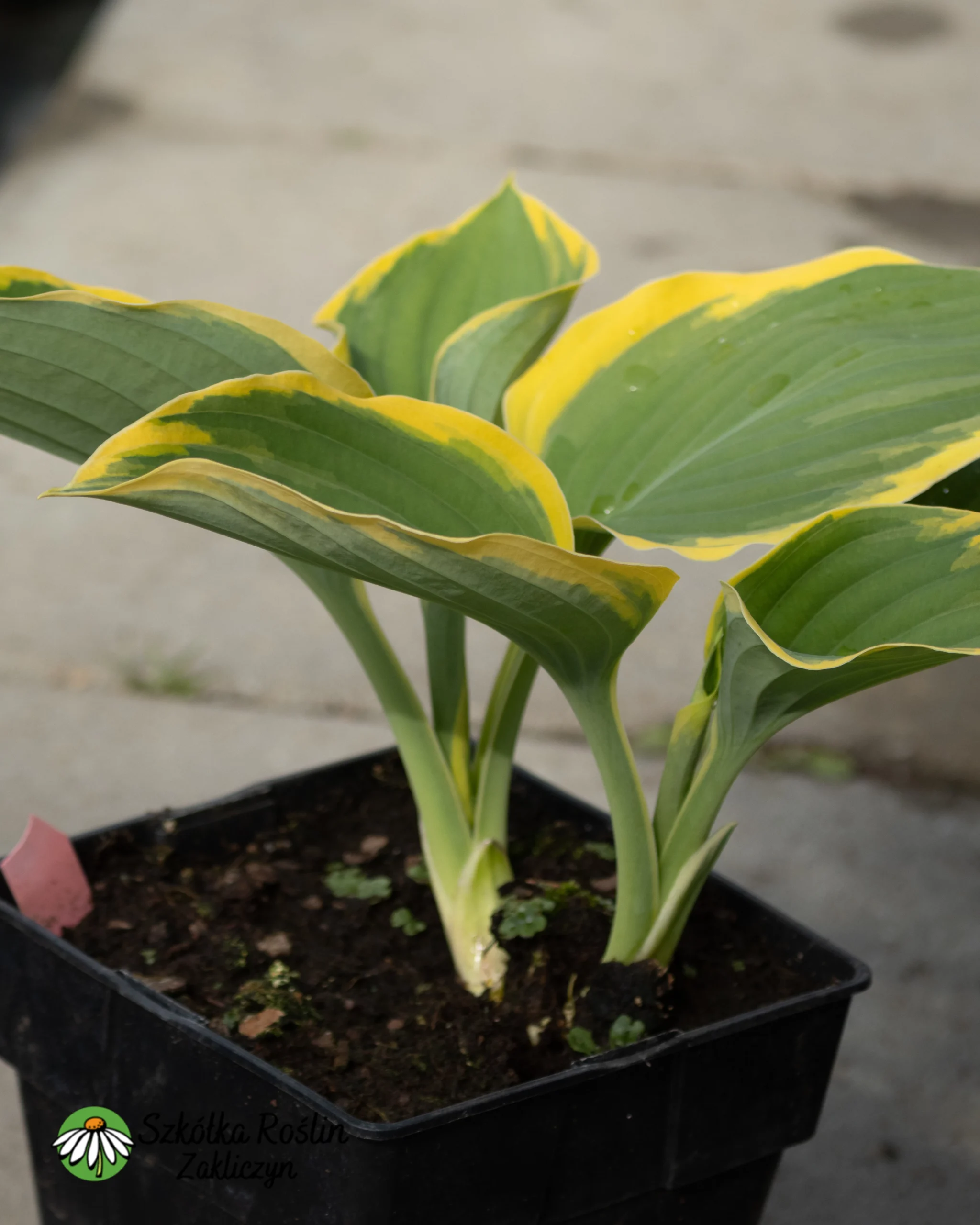Funkia 'Liberty'