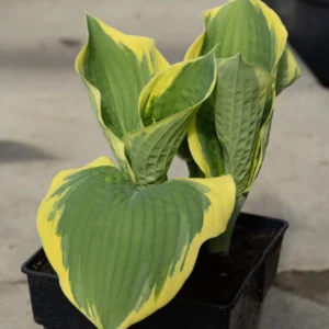 Funkia 'American Halo'