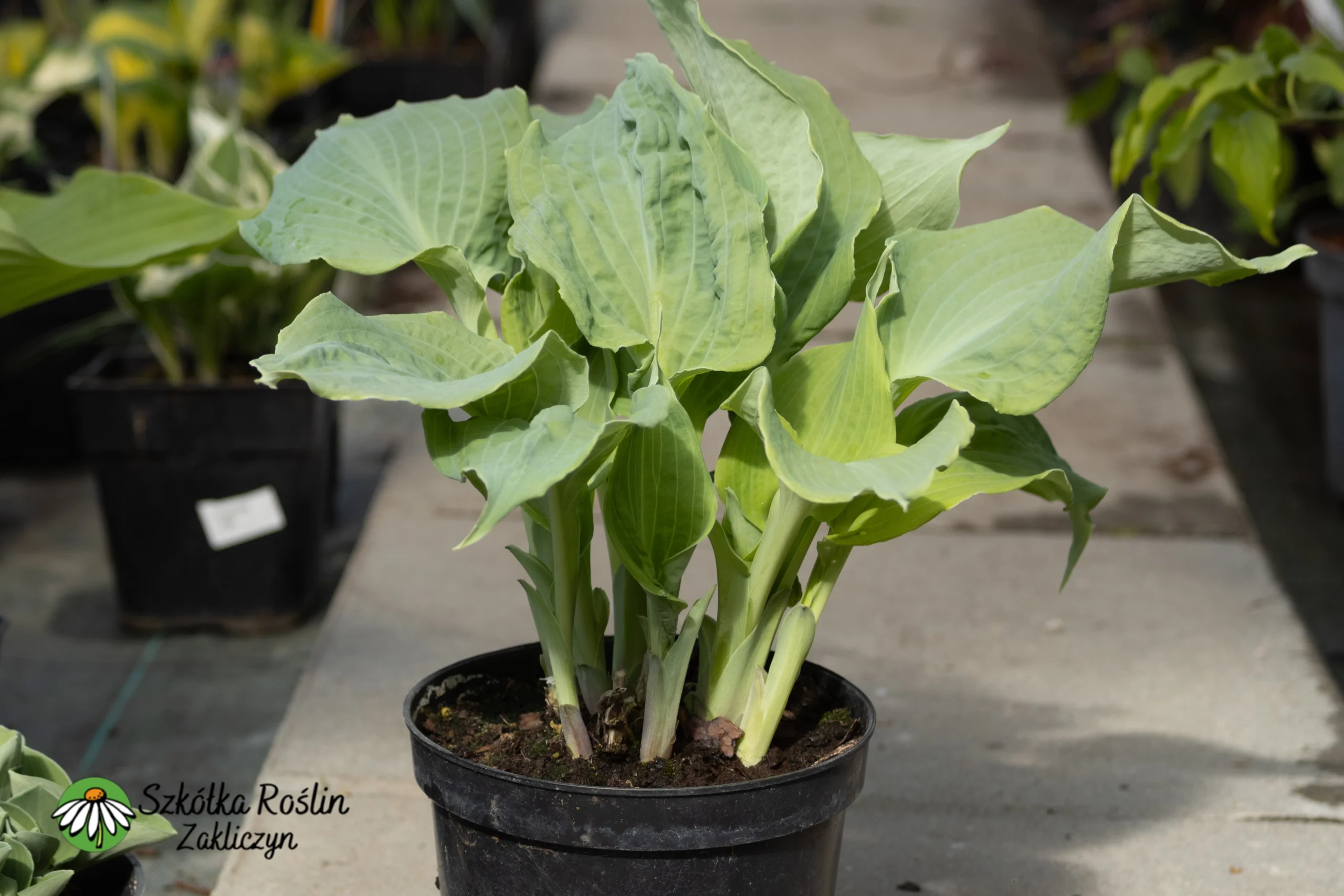 Funkia Siebolda 'Daimond Lake' - obrazek 3