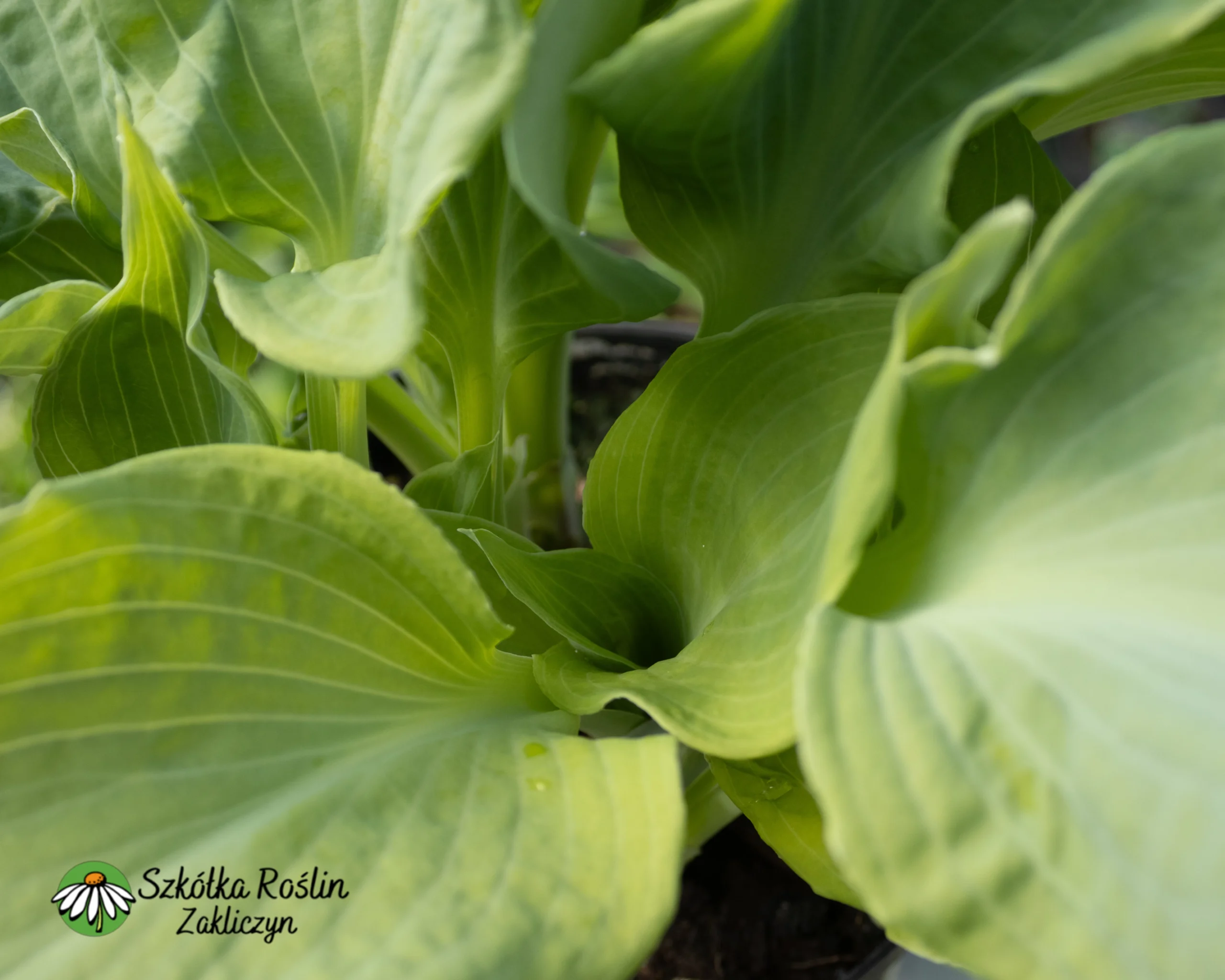 Funkia Siebolda 'Daimond Lake' - obrazek 2