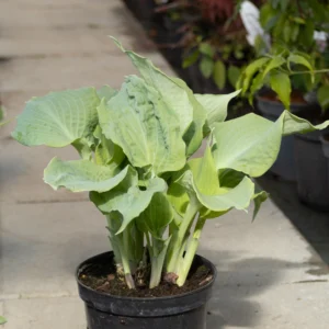 Funkia Siebolda 'Daimond Lake'