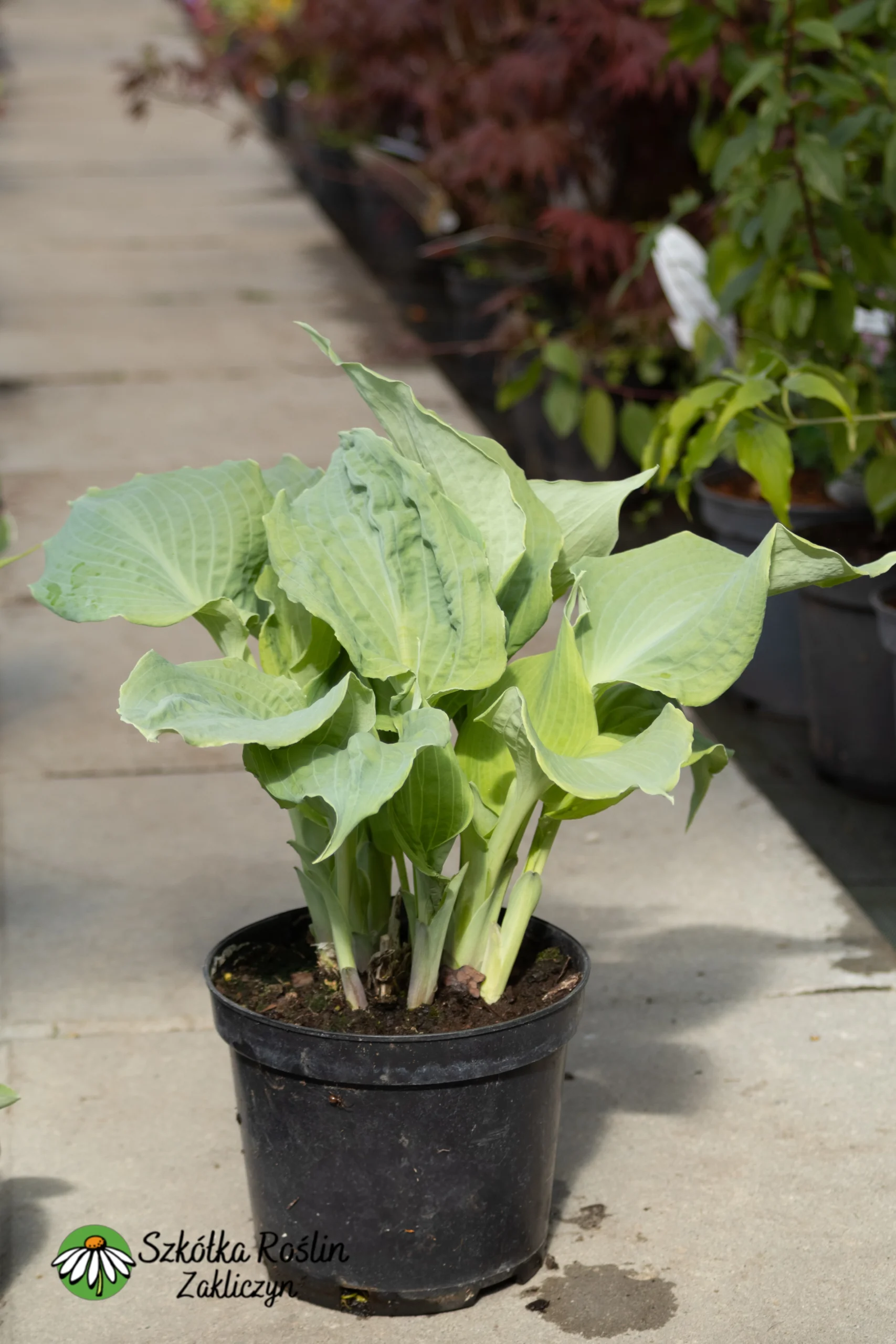 Funkia Siebolda 'Daimond Lake'