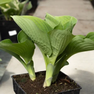 Funkia 'Elegans'