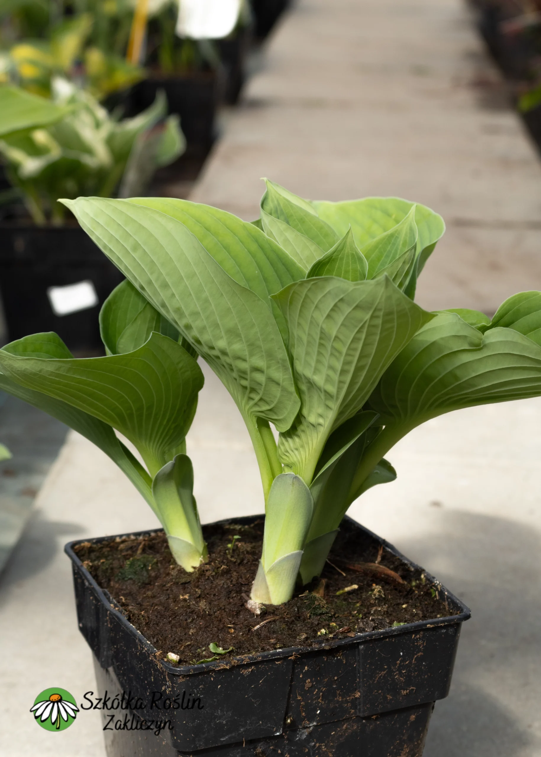 Funkia 'Elegans'
