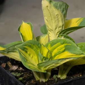 Funkia 'Great Expectaton'