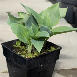 Funkia ‘Halcyon’