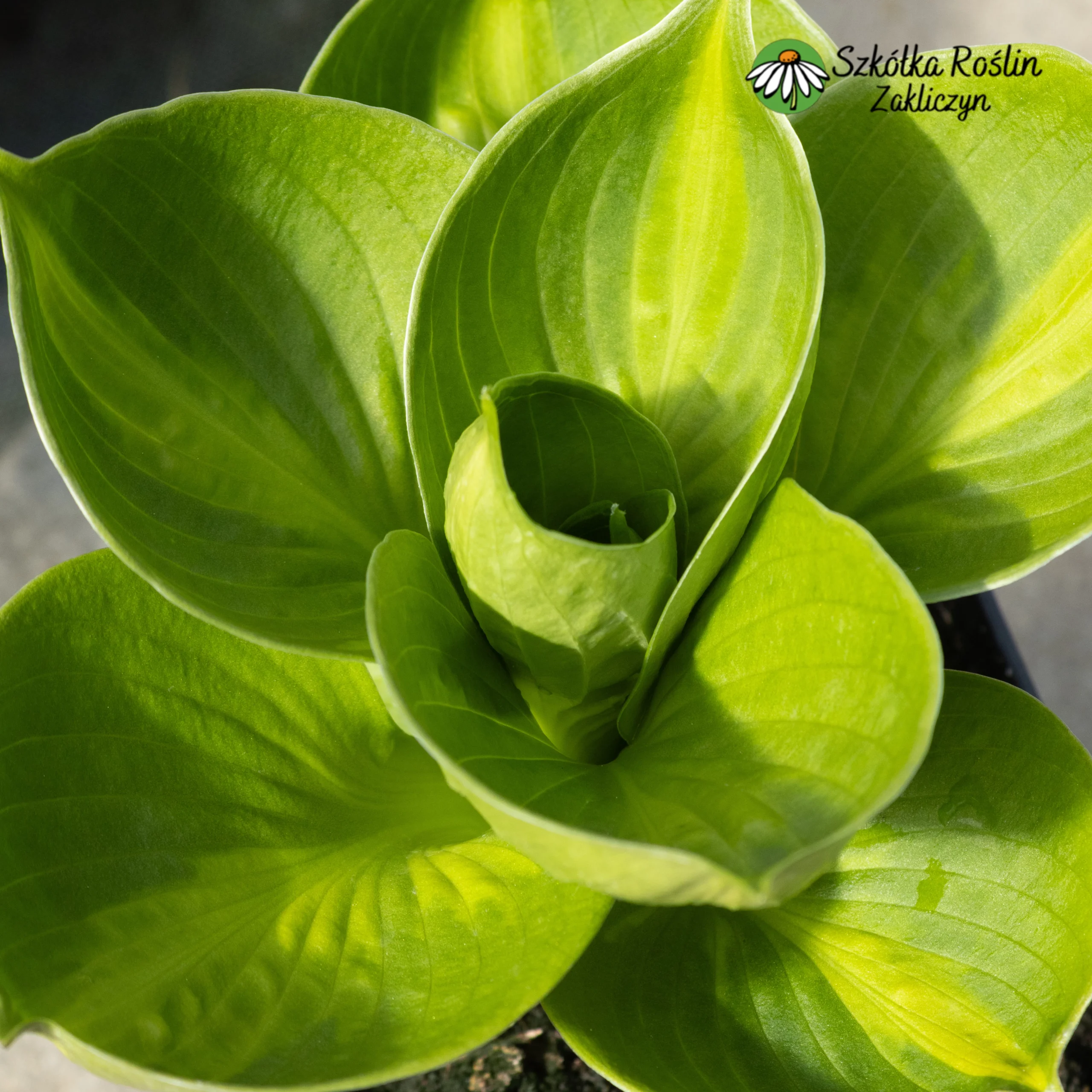 Funkia Siebolda 'Pokectul of Sunshine' - obrazek 2