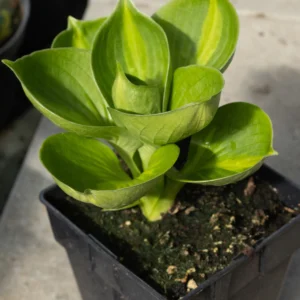 Funkia Siebolda 'Pokectul of Sunshine'
